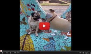 Best-of-Doug-the-Pug---YouTube