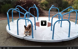 Corgi-on-a-Carousel---YouTube-2015-07-17-15-14-44