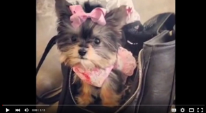 Misa Minnie Smart Yorkie Puppy 18 wks old - YouTube 2015-08-25 10-58-04