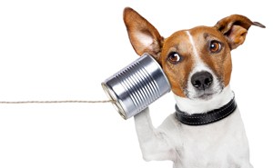 Dog On The Phone