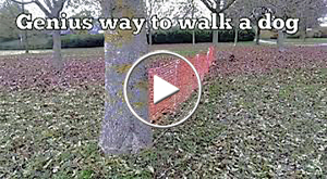 genius way to walk a dog