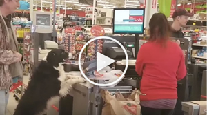 cute pooch choose its own dog treats at the pet store