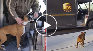 dog's love for the local UPS driver on camera
