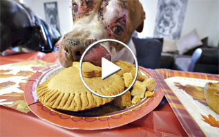 how to create a Thanksgiving meal for shelter dogs