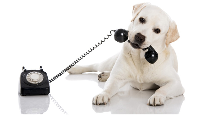 dog on phone