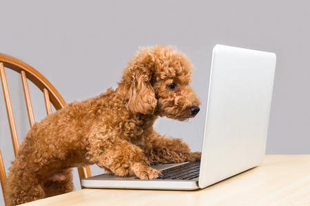 poodle doing an email interview with journalists